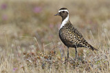Image. American Golden Plover