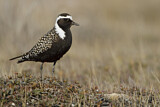 Image. American Golden Plover