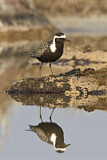 Image. American Golden Plover