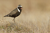Image. American Golden Plover