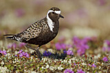 Image. American Golden Plover