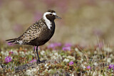 Image. American Golden Plover