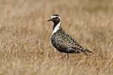 Image. American Golden Plover