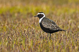 Image. American Golden Plover