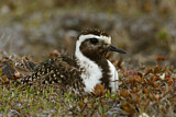 Image. American Golden Plover