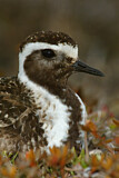 Image. American Golden Plover