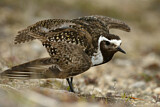 Image. American Golden Plover