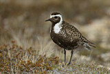 Image. American Golden Plover
