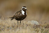 Image. American Golden Plover