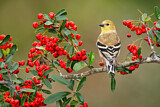 Image. American Goldfinch
