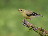 Image. American Goldfinch