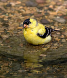 Image. American Goldfinch