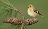Image. American Goldfinch
