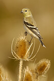 Image. American Goldfinch