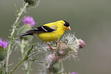 Image. American Goldfinch