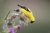 Image. American Goldfinch
