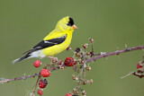 Image. American Goldfinch