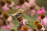 Image. American Goldfinch