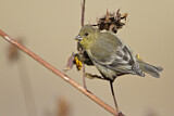 Image. American Goldfinch