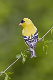 Image. American Goldfinch