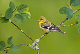 Image. American Goldfinch