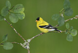 Image. American Goldfinch