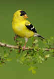 Image. American Goldfinch