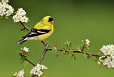 Image. American Goldfinch