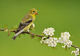 Image. American Goldfinch