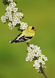 Image. American Goldfinch