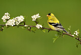 Image. American Goldfinch