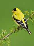 Image. American Goldfinch