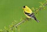 Image. American Goldfinch