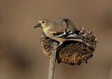 Image. American Goldfinch