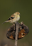 Image. American Goldfinch