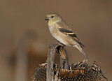 Image. American Goldfinch