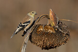 Image. American Goldfinch