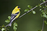 Image. American Goldfinch