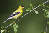 Image. American Goldfinch