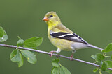 Image. American Goldfinch