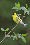 Image. American Goldfinch