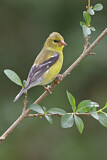 Image. American Goldfinch