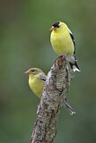 Image. American Goldfinch