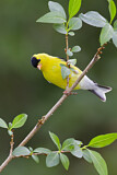 Image. American Goldfinch