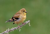 Image. American Goldfinch