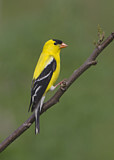 Image. American Goldfinch
