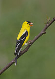 Image. American Goldfinch