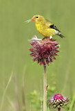 Image. American Goldfinch