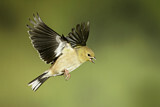 Image. American Goldfinch
