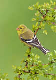 Image. American Goldfinch